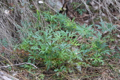 Trachymene procumbens