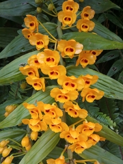 Dendrobium chrysanthum