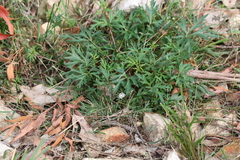 Trachymene procumbens