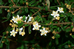 Asterolasia asteriscophora albiflora