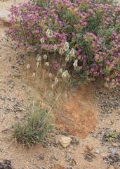 Fingerhuthia africana