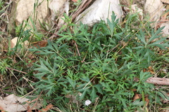 Trachymene procumbens