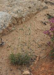 Fingerhuthia africana