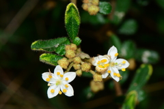 Asterolasia asteriscophora albiflora