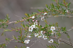 Leptospermum variabile