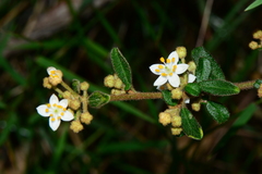 Asterolasia asteriscophora albiflora