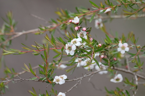 Image of Mountain Tea Tree (Leptospermum variabile) by (c) Greg Tasney, some rights reserved (CC BY-SA)