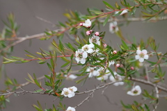 Leptospermum variabile