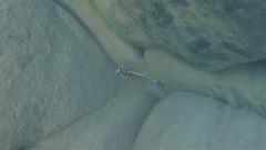 Pseudotropheus