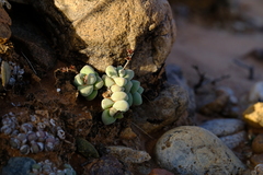 Crassula elegans elegans