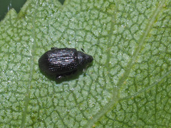 Rhamphus pulicarius