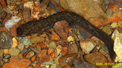 Onychodactylus koreanus