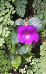 Achimenes