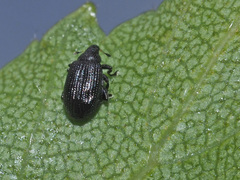 Rhamphus pulicarius