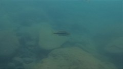 Dimidiochromis kiwinge