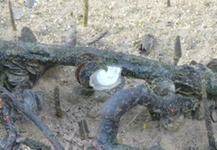 Isognomon