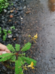 Biophytum sensitivum