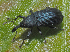 Magdalis violacea