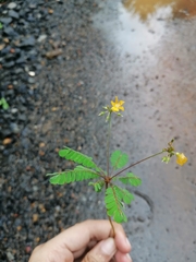 Biophytum sensitivum