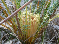 Banksia dallanneyi