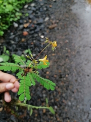 Biophytum sensitivum