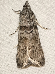 Dioryctria mendacella