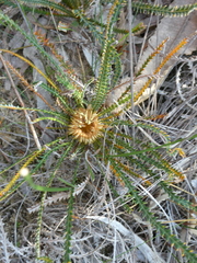 Banksia dallanneyi