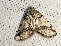 Tephronia lhommaria
