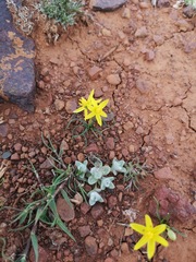 Pauridia serrata serrata