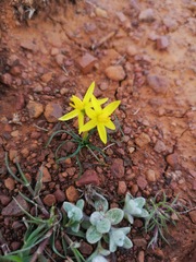 Pauridia serrata serrata