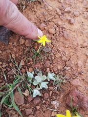 Pauridia serrata serrata