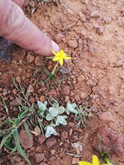 Pauridia serrata serrata