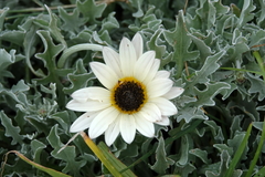 Arctotis stoechadifolia