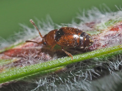 Kateretes pedicularius