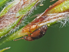 Kateretes pedicularius