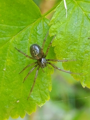 Enoplognatha caricis