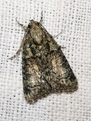 Cryphia pallida