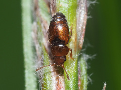 Kateretes pedicularius