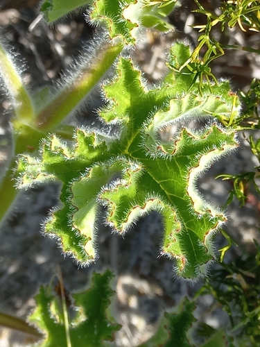 rose-scented geranium