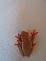 Hyperolius horstockii