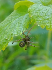 Enoplognatha caricis