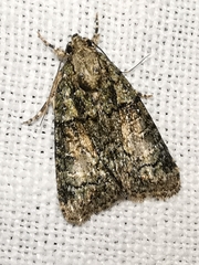 Cryphia pallida