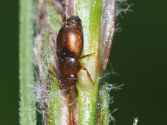 Kateretes pedicularius