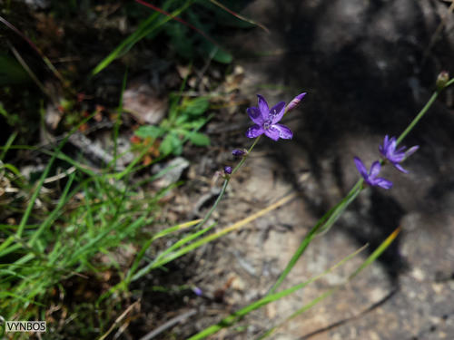 Geissorhiza aspera