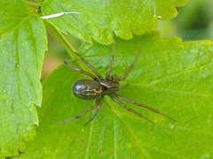 Enoplognatha caricis