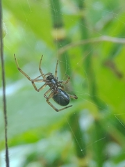 Enoplognatha caricis