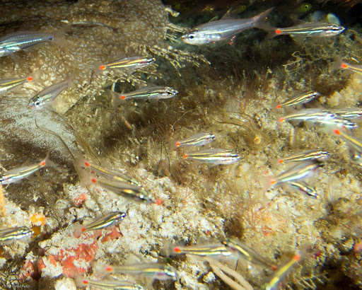 Redspot cardinalfish (Ostorhinchus parvulus) — Apogonidae