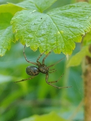 Enoplognatha caricis