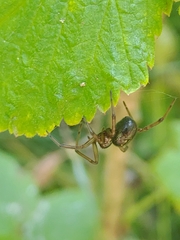 Enoplognatha caricis