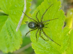 Enoplognatha caricis